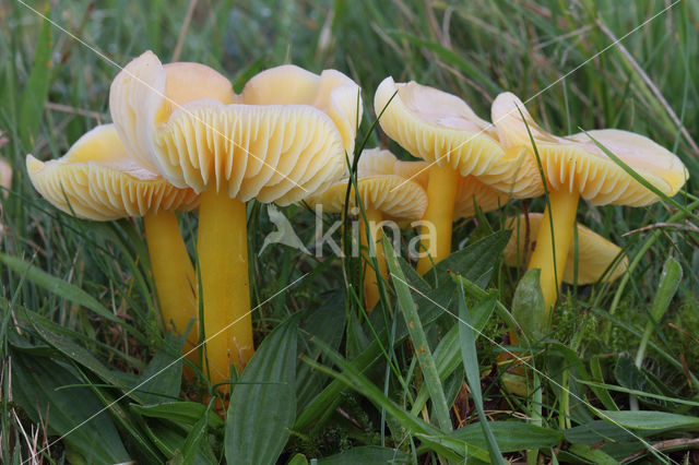 Golden Waxcap (Hygrocybe chlorophana)