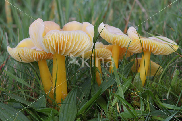 Gele wasplaat (Hygrocybe chlorophana)