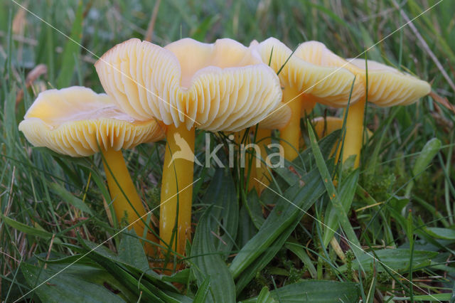 Gele wasplaat (Hygrocybe chlorophana)