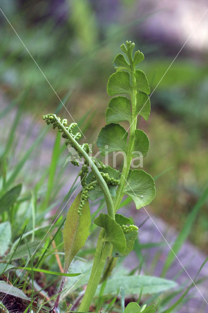 Gelobde maanvaren (Botrychium lunaria)