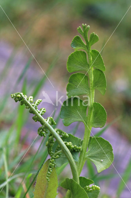 Gelobde maanvaren (Botrychium lunaria)