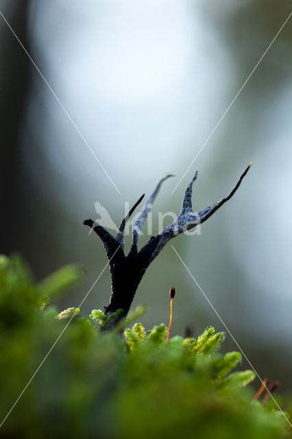 Candle Snuff Fungus (Xylaria hypoxylon)