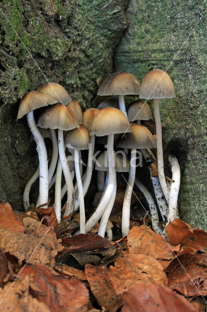 Gewone glimmerinktzwam (Coprinus micaceus)