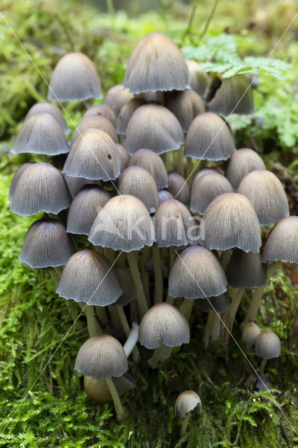 Gewone glimmerinktzwam (Coprinus micaceus)