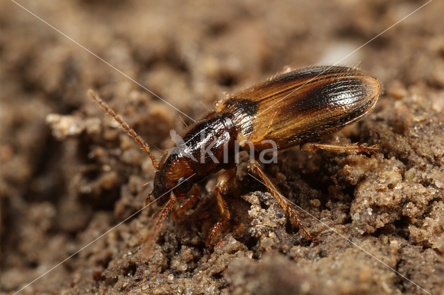 Gewone Schorloper (Dicheirotrichus gustavii)