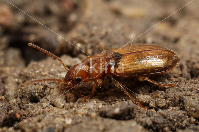 Gewone Schorloper (Dicheirotrichus gustavii)