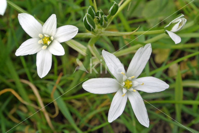 Common star of Bethlehem (Ornithogalum umbellatum)