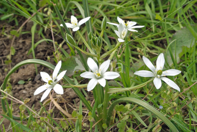 Common star of Bethlehem (Ornithogalum umbellatum)