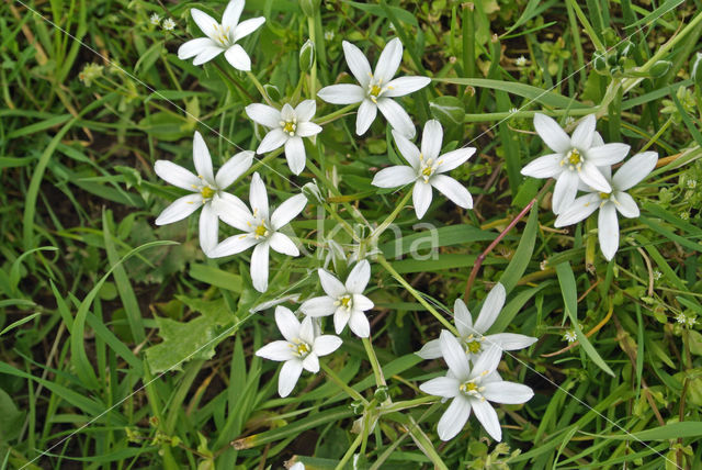 Common star of Bethlehem (Ornithogalum umbellatum)