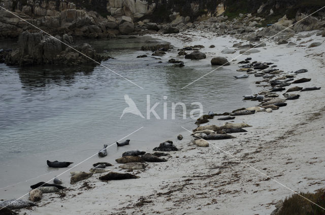 Gewone zeehond (Phoca vitulina)