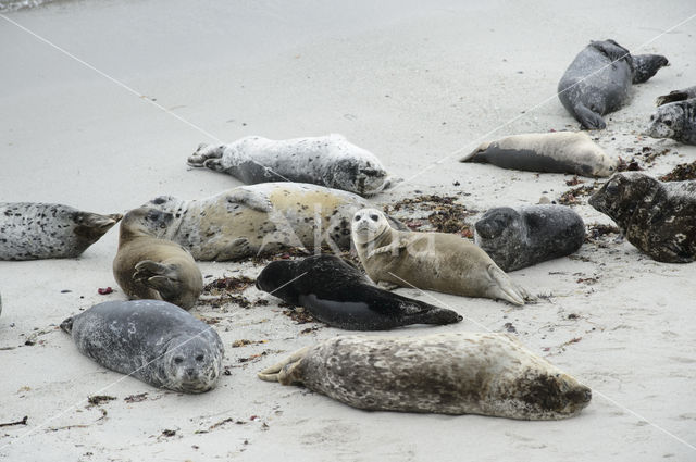 Gewone zeehond (Phoca vitulina)