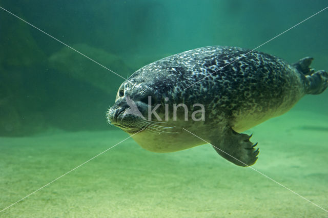 Gewone zeehond (Phoca vitulina)