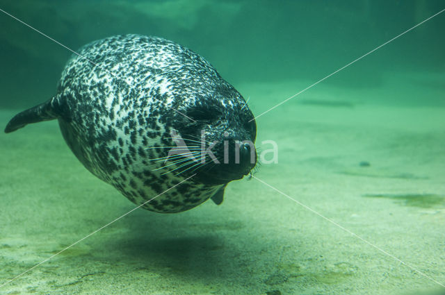 Common Seal (Phoca vitulina)