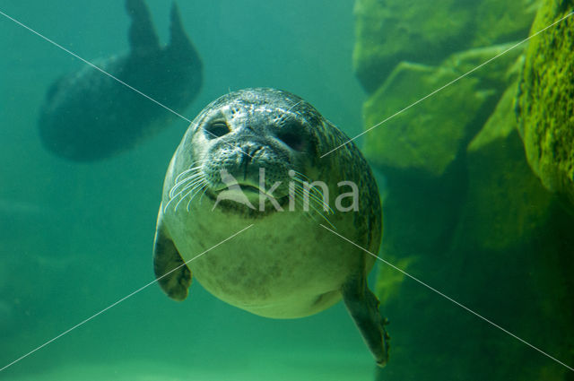 Gewone zeehond (Phoca vitulina)