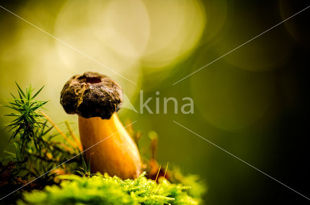 Gewoon eekhoorntjesbrood (Boletus edulis)