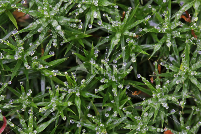 haircap moss (Polytrichum commune)