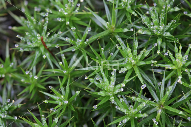 haircap moss (Polytrichum commune)