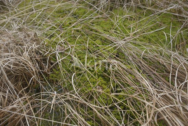 Blunt-leaved Bog-moss (Sphagnum palustre)