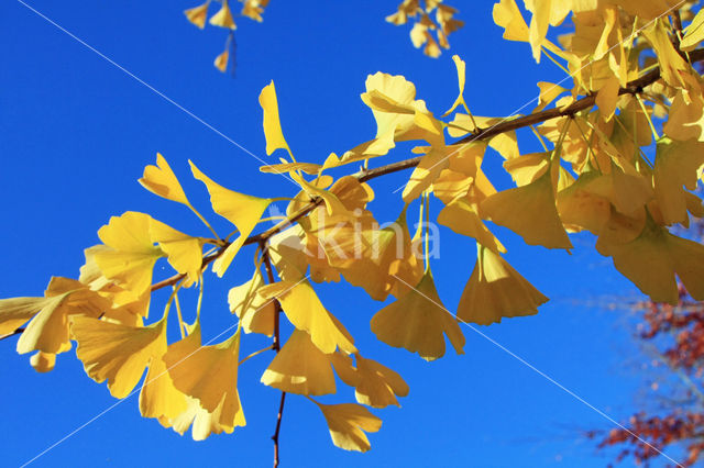 Ginkgo