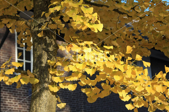 Ginkgo