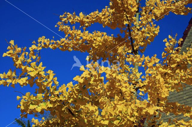 Ginkgo