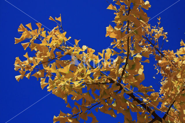 Ginkgo