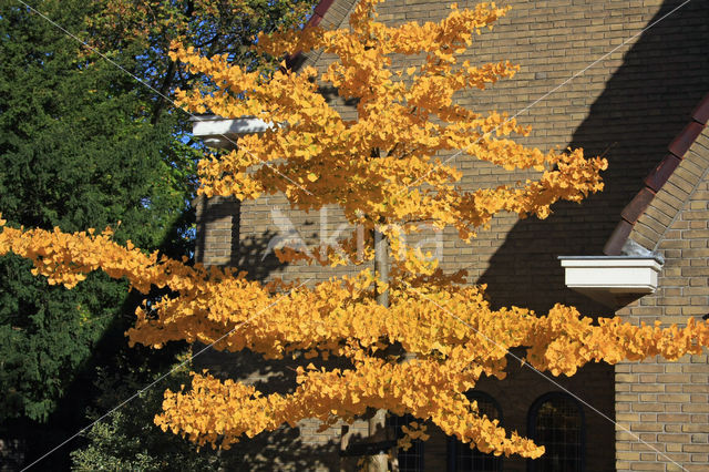 Ginkgo