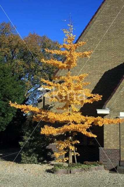 Ginkgo