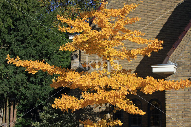 Ginkgo