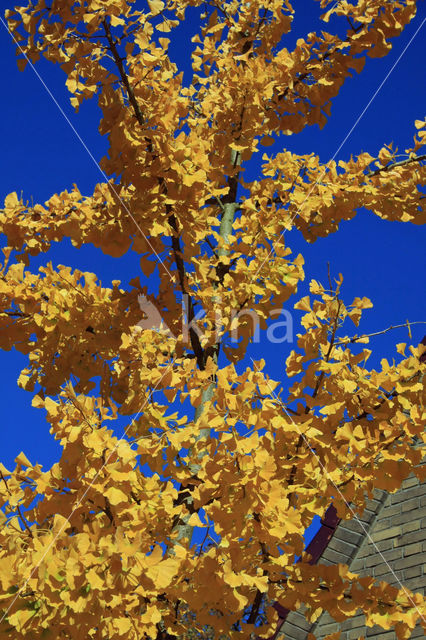Ginkgo