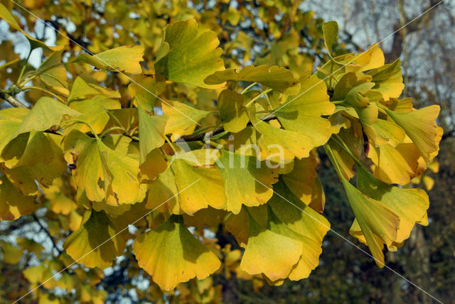 Ginkgo (Ginkgo)