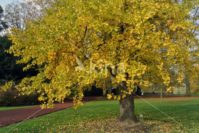 Ginkgo (Ginkgo)