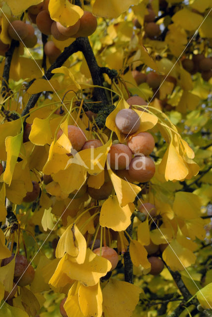 Ginkgo (Ginkgo)