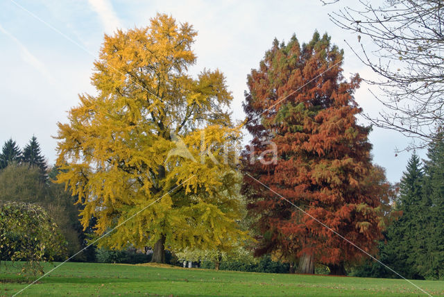 Ginkgo (Ginkgo)