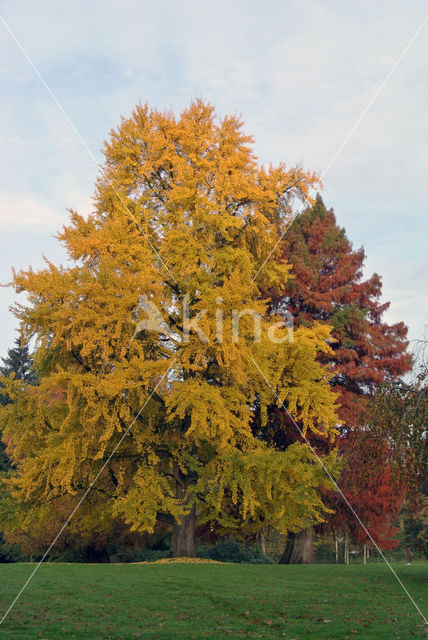 Ginkgo (Ginkgo)