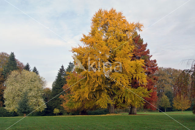 Ginkgo (Ginkgo)