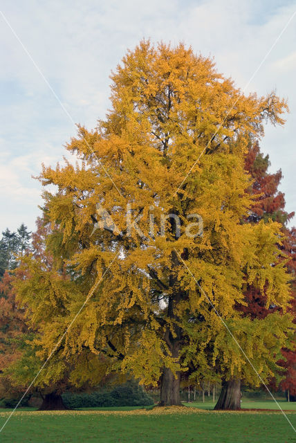 Ginkgo (Ginkgo)