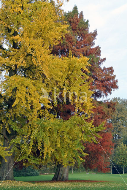 Ginkgo (Ginkgo)