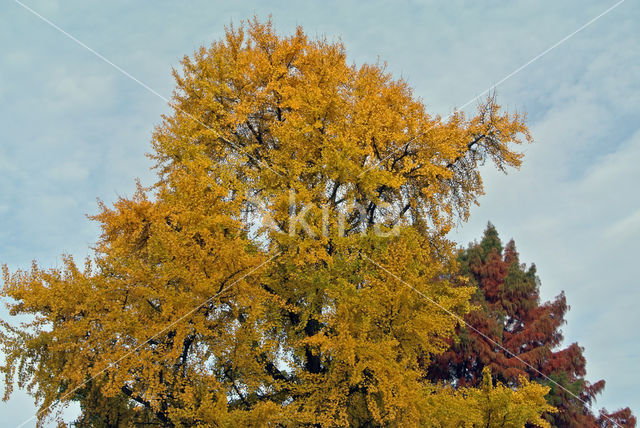 Ginkgo (Ginkgo)