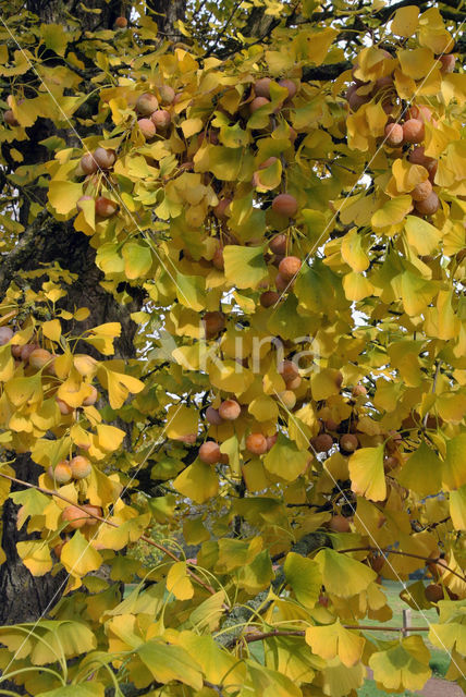 Ginkgo (Ginkgo)