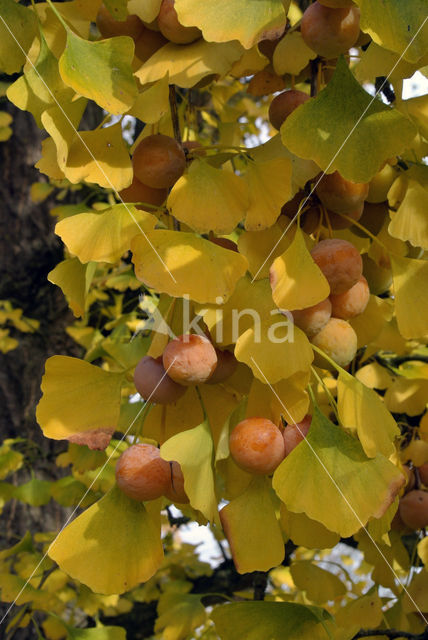 Ginkgo (Ginkgo)