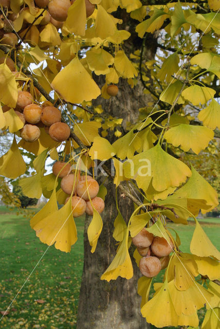 Ginkgo (Ginkgo)