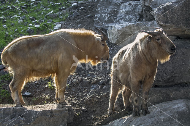 Golden takin (Budorcas taxicolor bedfordi)