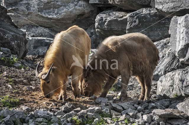 Golden takin (Budorcas taxicolor bedfordi)