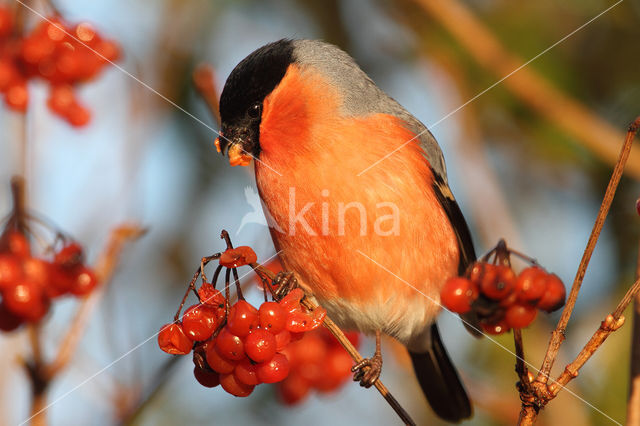 Eurasian Bullfinch (Pyrrhula pyrrhula)