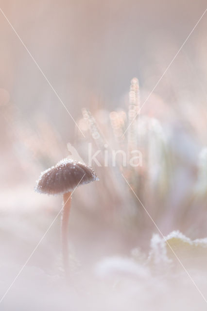 Graskleefsteelmycena (Mycena epipterygia)