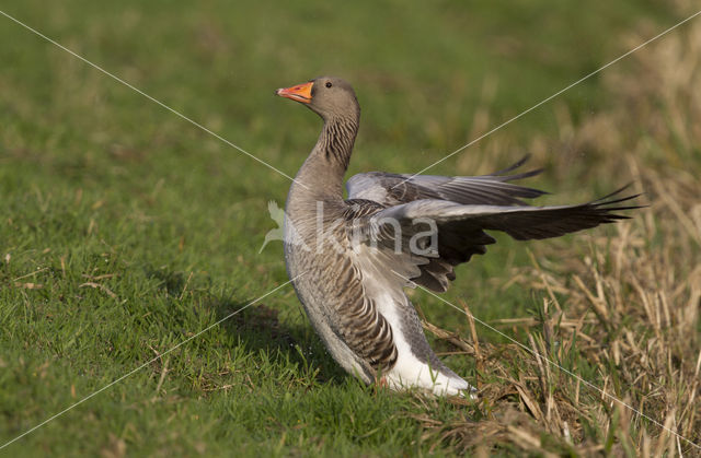 Grauwe Gans (Anser anser)