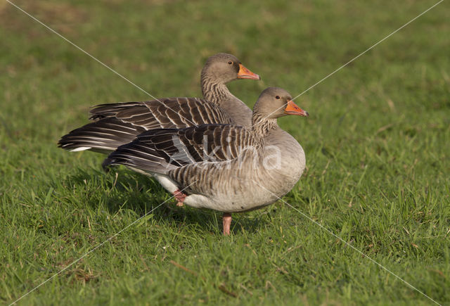 Grauwe Gans (Anser anser)