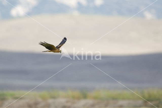 Montagu's Harrier (Circus pygargus)