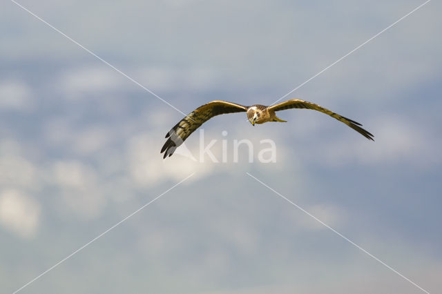 Montagu's Harrier (Circus pygargus)